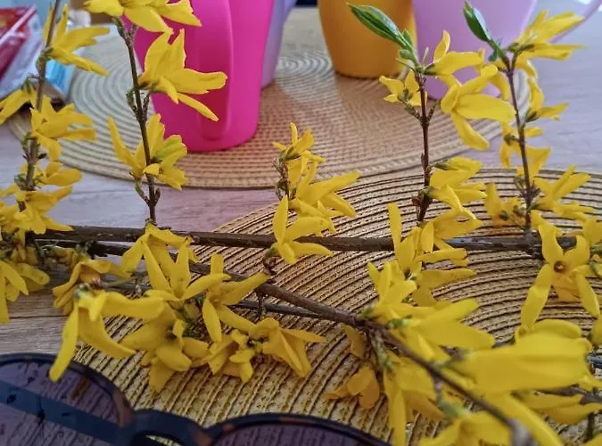 Dream * Vrnjačka Banja